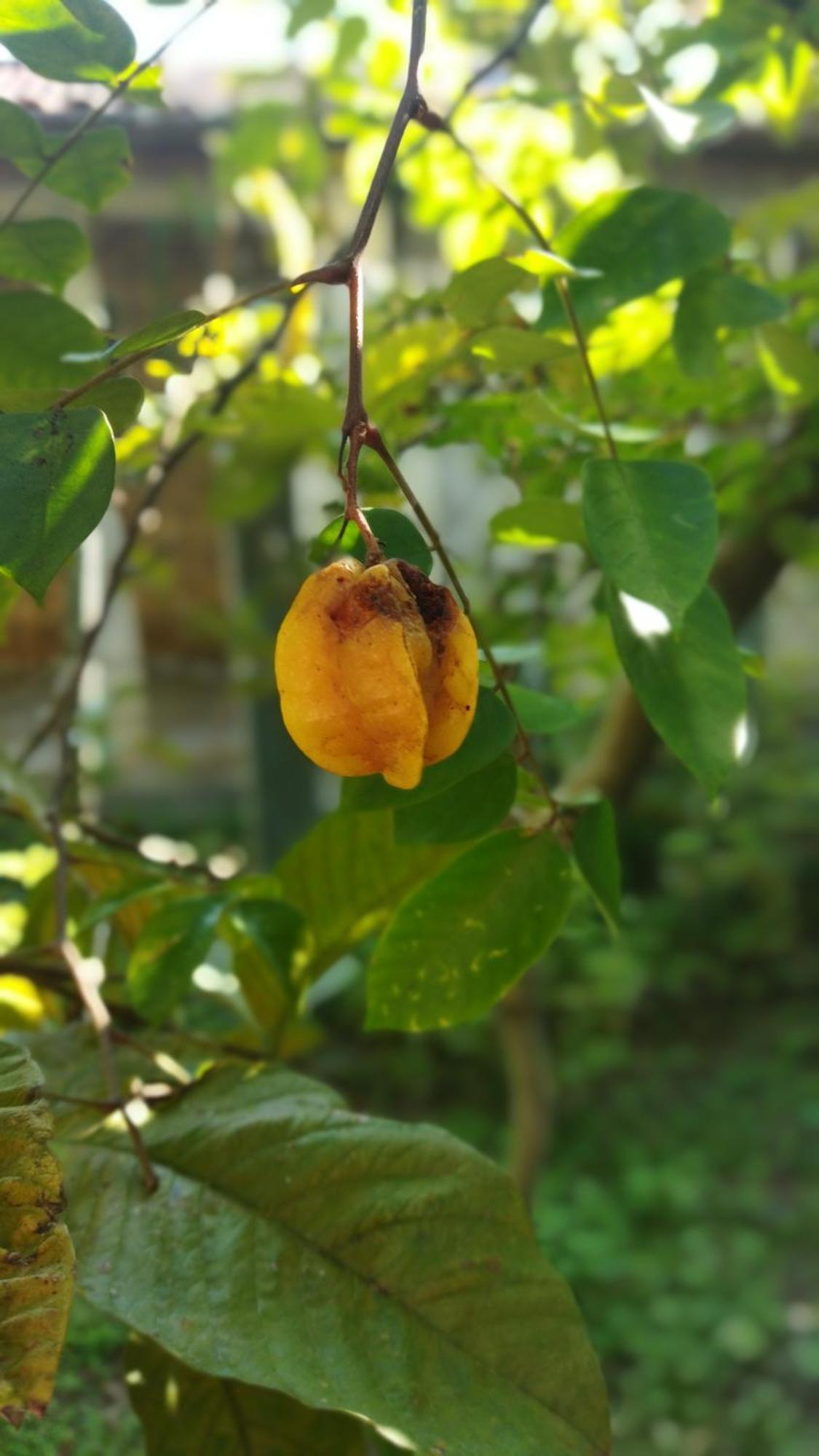 A Casa Do Sol Cibratel Pousada Itanhaém Zewnętrze zdjęcie